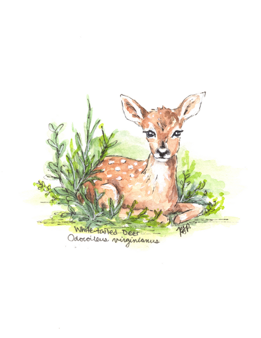 Woodland Animals Greeting Cards - Set of Four