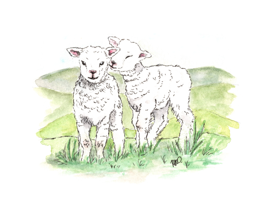 watercolor greeting card of baby lambs on grass