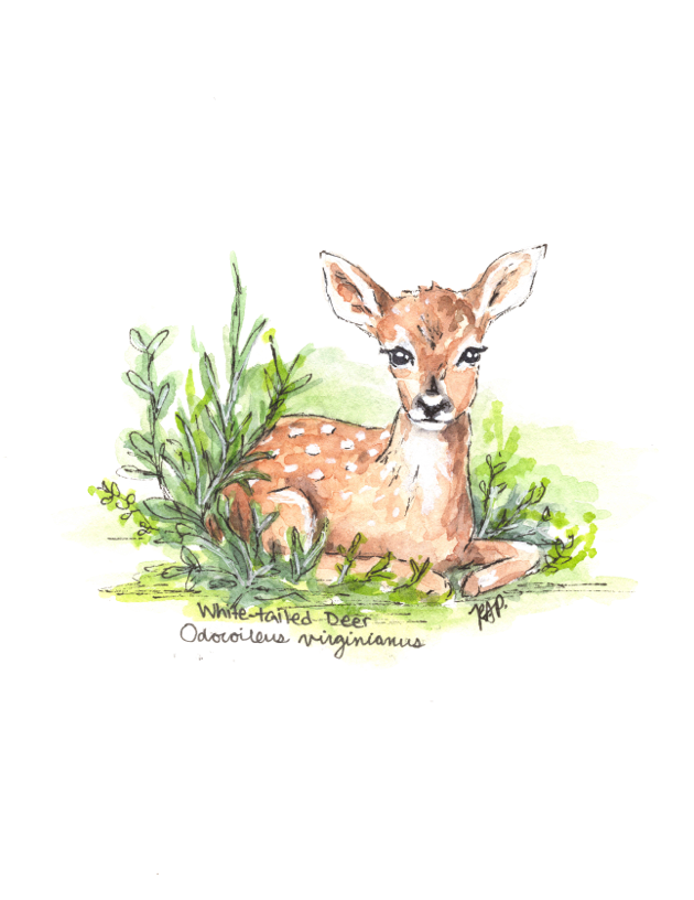 Woodland Animals Greeting Cards - Set of Four