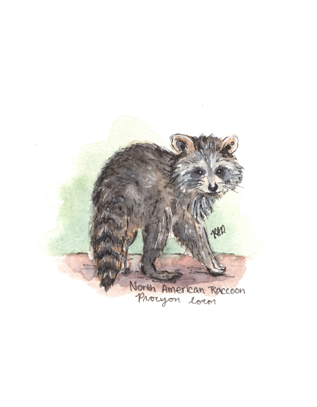 Woodland Animals Greeting Cards - Set of Four