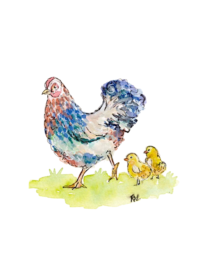 Rooster and Hen Greeting Cards - Set of 4